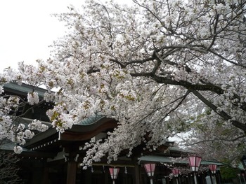 桜お花見　三嶋大社