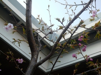 わが家の河津桜開花～❤