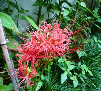 彼岸花