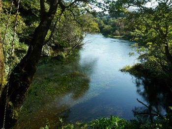 天気のいい日は　てくてく～柿田川湧水群