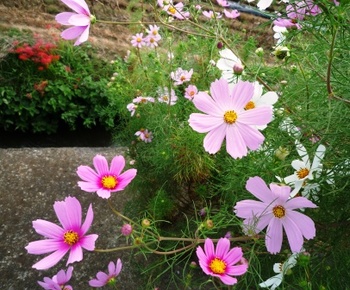 秋桜