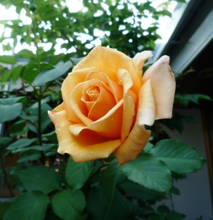 夏のバティックブラウス