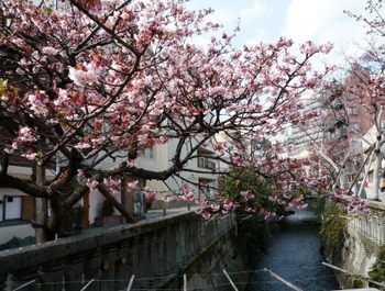 あたみ桜と起雲閣