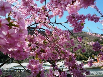 箱根湯本の桜