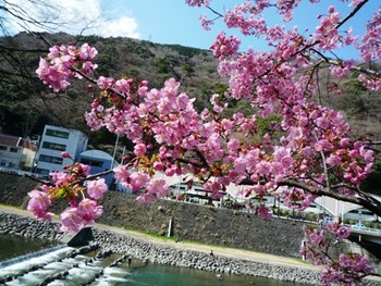 箱根湯本の桜