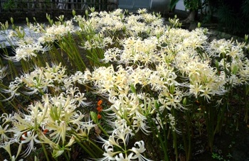 白い彼岸花