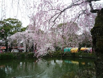桜お花見　三嶋大社