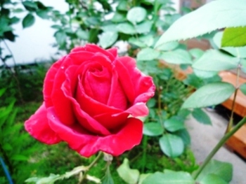 我が家の薔薇Ⅲ　ルージュメイアン