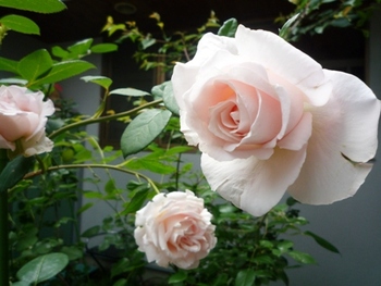 我が家の薔薇Ⅳ　メルヘンケニギン