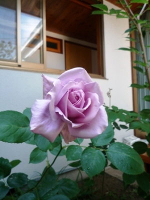 我が家の薔薇Ⅱ　ブルームーン