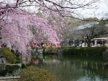 桜お花見　三嶋大社