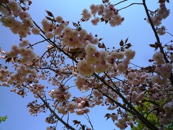 ヴァンジ彫刻美術館にて　お花見～♪