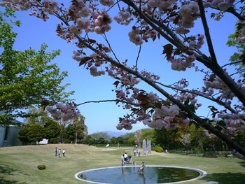 ヴァンジ彫刻美術館にて　お花見～♪