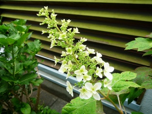 紫陽花