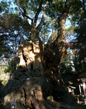 熱海来宮神社の大楠～❤