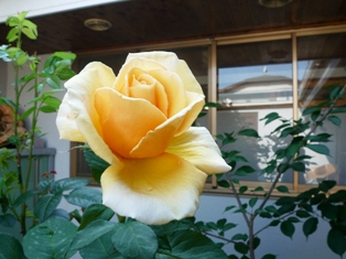 我が家の薔薇Ⅱ　ブルームーン
