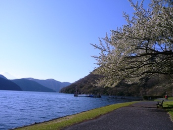 箱根プリンスホテルの桜