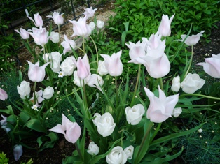 ヴァンジ彫刻美術館にて　お花見～♪