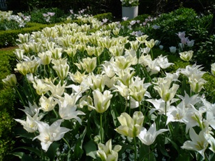 ヴァンジ彫刻美術館にて　お花見～♪