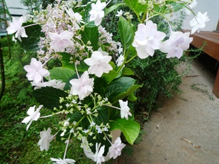 紫陽花