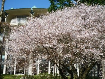 箱根プリンスホテルの桜