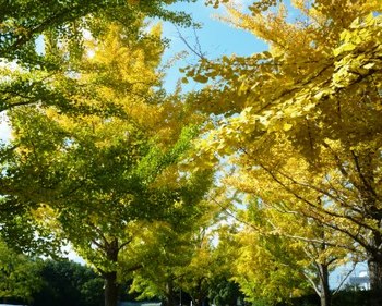 　『小林一三の世界展』～山梨県立美術館