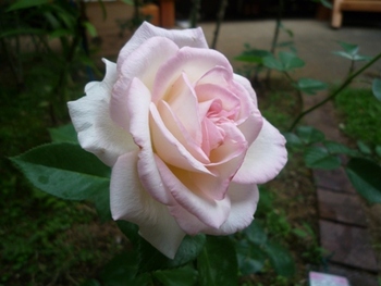 我が家の薔薇Ⅵ　プリンセス　ドゥ　モナコ　