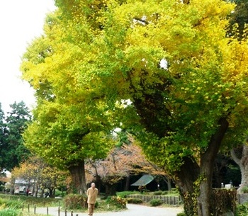 　横浜～『金沢文庫』と　称名寺の紅葉