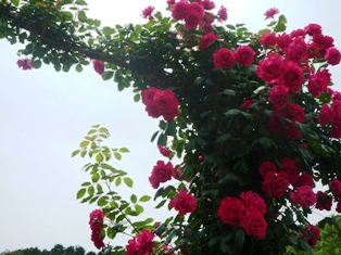 河津バガテル公園
