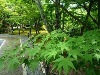 京都　永観堂の『みかえり阿弥陀』～❤