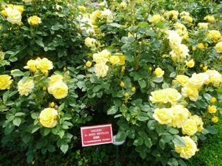 河津バガテル公園