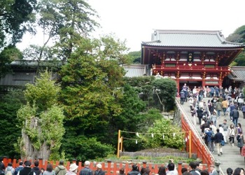 　鎌倉～「鶴岡八幡宮」の　あの大銀杏は今・・・