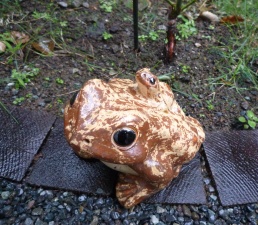 信楽焼の片口