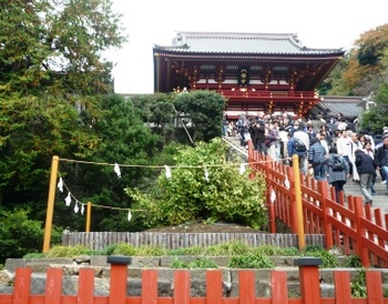 　鎌倉～「鶴岡八幡宮」の　あの大銀杏は今・・・