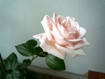 我が家の薔薇Ⅴ　ロイヤルハイネス　