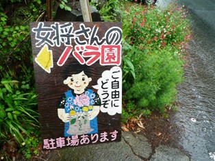 雨の中のバラ園