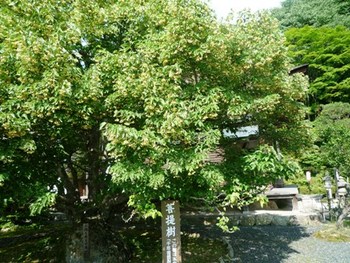 湖東三山を巡る～百済寺