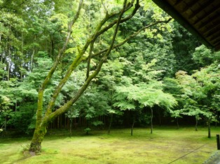 京都　紫野～大徳寺高桐院