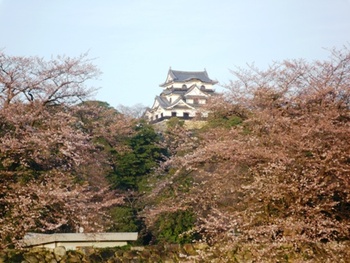 琵琶湖八景～「彦根の古城」