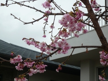 河津桜