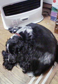 ネコな犬