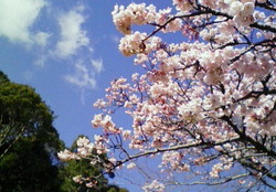 お花見①　寒桜