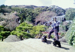 お花見①　寒桜