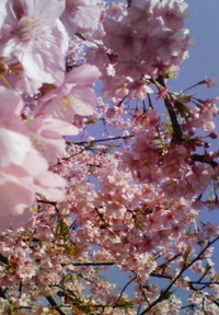 お花見②　河津桜