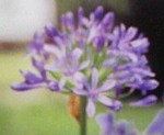 FedEx便