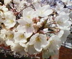 花冷え