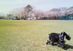 桜色