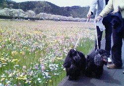 お花見③　那賀川堤散策