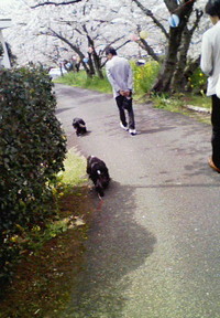 お花見③　那賀川堤散策