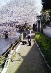 お花見③　那賀川堤散策